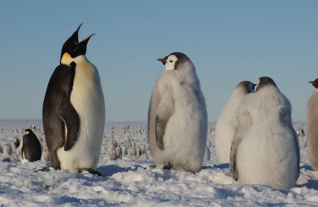Encuentran colonia de pingüinos en peligro de extinción por imágenes tomadas desde el espacio