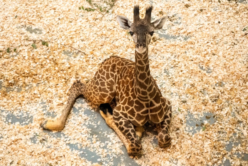 El Parque Temático Disney's Animal Kingdom da la bienvenida a una imponente nueva incorporación a la familia Kilimanjaro Safaris: la jirafa masái Mara dio a luz a un hermoso bebé llamado Tucker. Esta esperada llegada marca el primer nacimiento de una cría de jirafa en Walt Disney World Resort desde 2021 y subraya el compromiso continuo del resort con la protección de la vida silvestre y las especies. (Olga Thompson, fotógrafa)