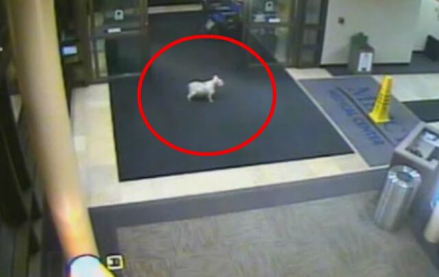 Mascota escapa de su casa para visitar a su dueña en el hospital
