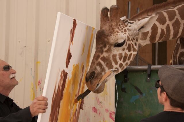 Ozzie, la girafa que pinta