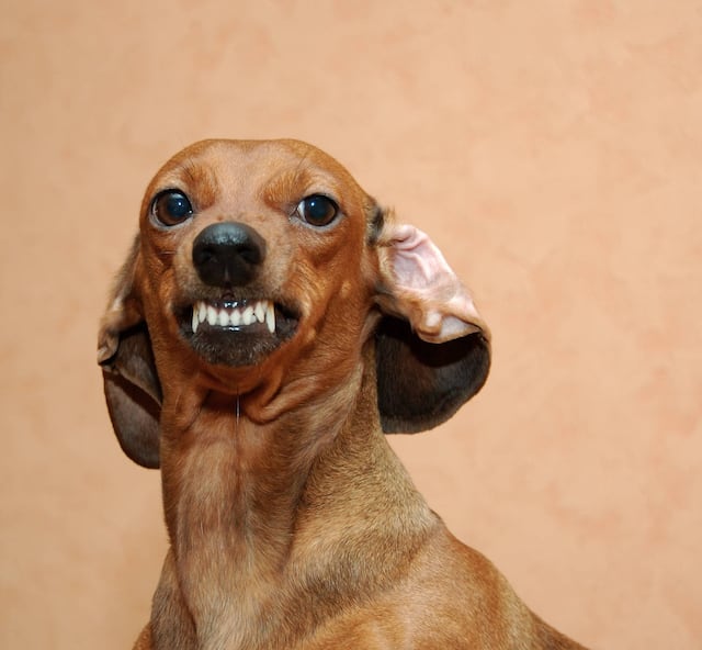 Siete perros salchicha matan a mujer en EE. UU.
