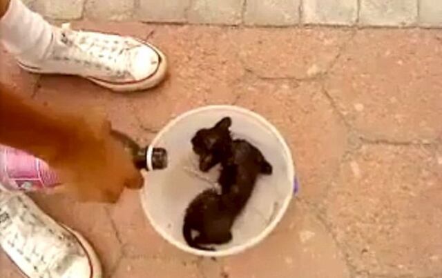 Facebook no eliminará video donde hombres queman un gato