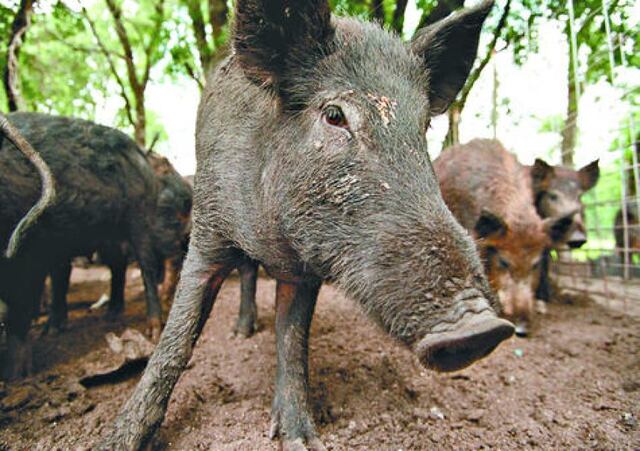 Agricultura exhorta a seguir protocolo para reportar presencia de cerdos ferales