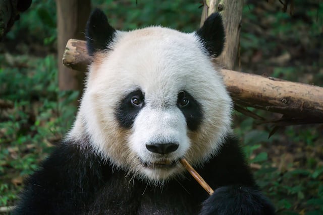 Nacen gemelos de panda en el Zoológico de Madrid