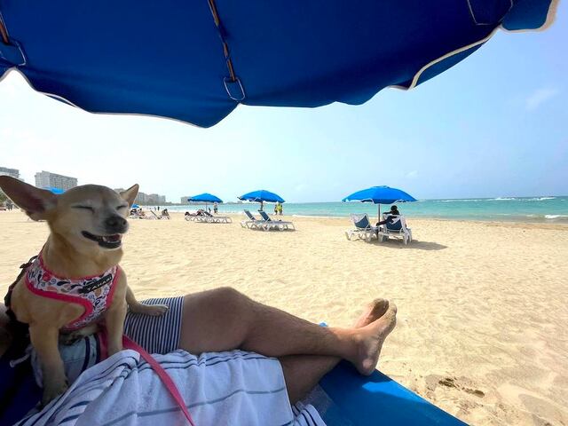 Royal Sonesta en Isla Verde inaugura sus habitaciones “pet friendly”