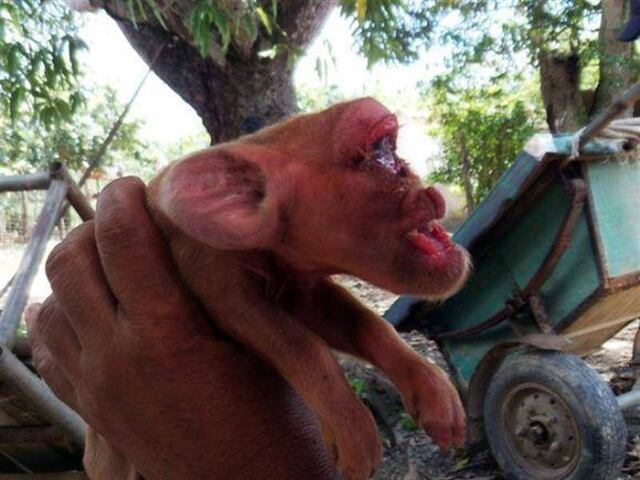 Sorprendentes imágenes de un cerdo que nació con cara de mono en Cuba