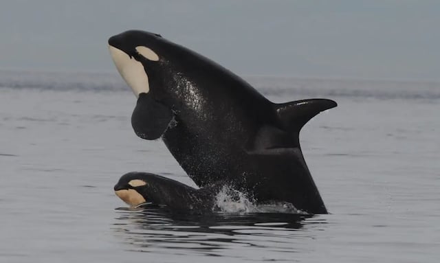 Orcas pasan más tiempo con sus crías y esto puede ponerlas en peligro de extinción
