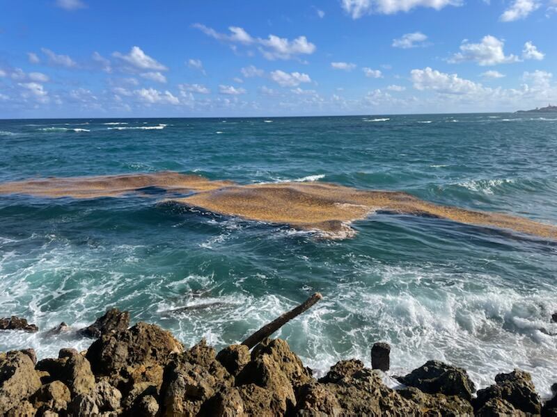 En el área del malecón de Arecibo, se avistaron a finales de febrero alfombras de sargazo.