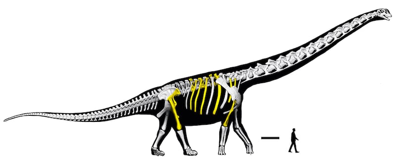 Un equipo de paleontólogos de varios países ha descubierto en Tailandia los restos del que han llamado 'el último titán', el dinosaurio más grande que se ha hallado hasta ahora en el sudeste asiático, que habitó la región hace unos 120 millones de años y que alcanzaba casi los 30 metros de largo y 27 toneladas de peso. En la imagen una reconstrucción artística del esqueleto. Imagen: Universidad de Londres.