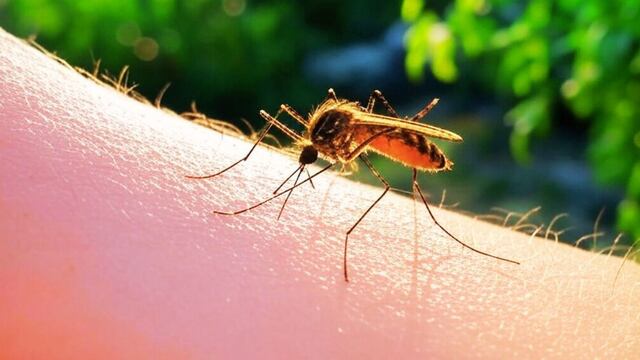 Identifican casi 200 casos de fiebre amarilla en lo que va de 2025
