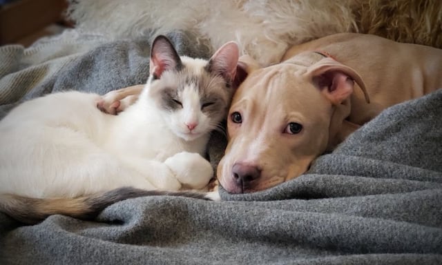 Realizarán feria de servicios para mascotas en Aguas Buenas