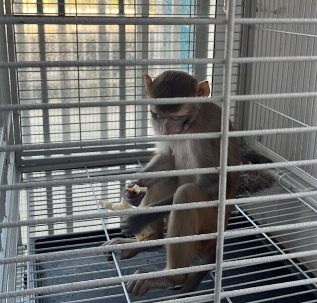 DRNA confisca mono mantenido en cautiverio en Río Grande
