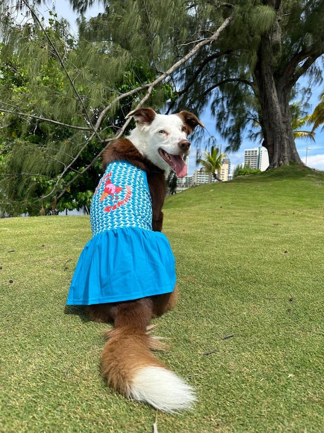 “Baja Pal Calentón” es lo nuevo de ‘Toy Doggie’ para este verano