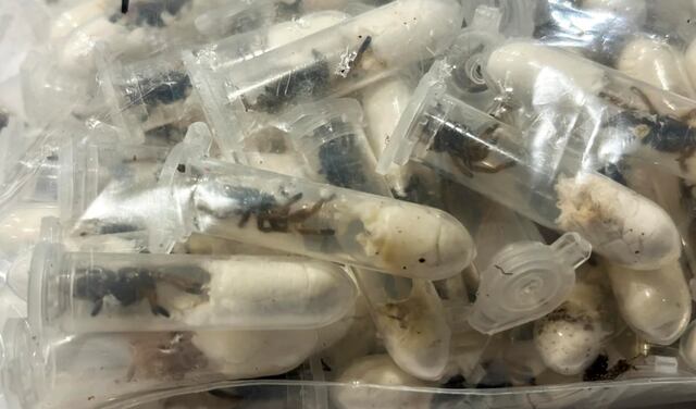 Descubren 1,500 tarántulas ocultas en cajas de bizcocho de chocolate en aeropuerto de Alemania