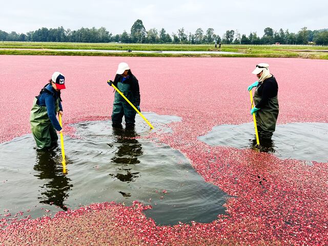 La magia roja de Ocean Spray: historia, curiosidades y la cosecha más linda del mundo