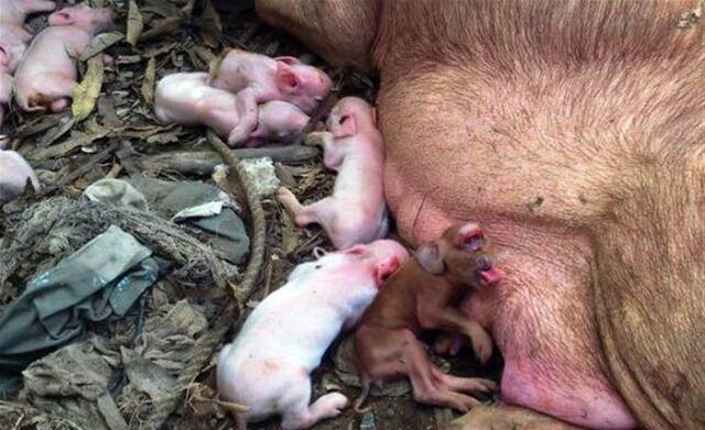 ¡Impresionante! Nació en Cuba un cerdito con cara de mono