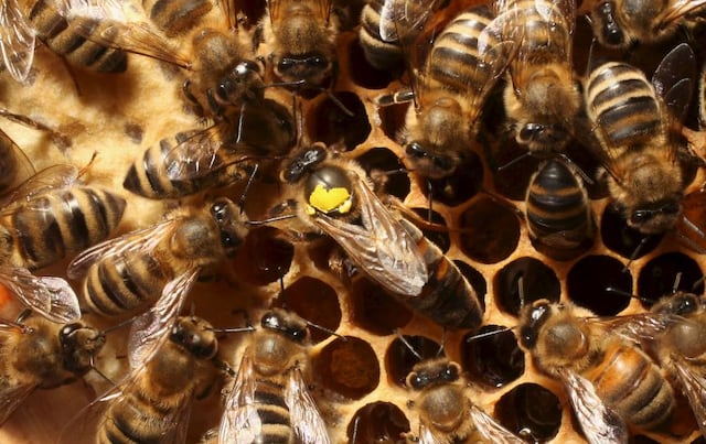 Reportero fue atacado por abejas en plena transmisión