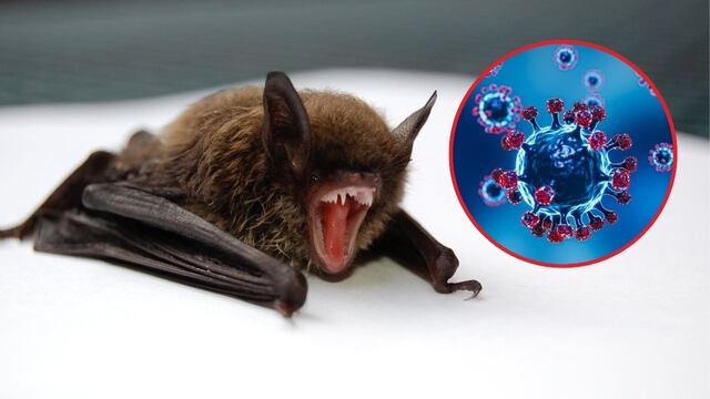 ¿Qué es el virus Nipah, la enfermedad que tiene a más de 100 personas en cuarentena?
