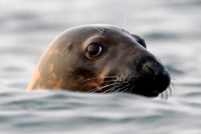 Influenza aviar perjudica a colonias de focas, y los científicos no saben cómo detenerla