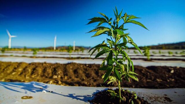 Presentan exhibición de planta del Hemp en Puerto Rico MedCann.Biz