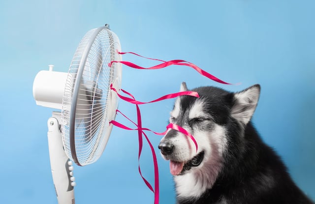 Consejos para proteger a tu mascota este verano de los golpes de calor