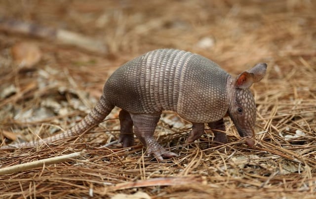 Hombre dispara a armadillo y accidentalmente hiere a su suegra