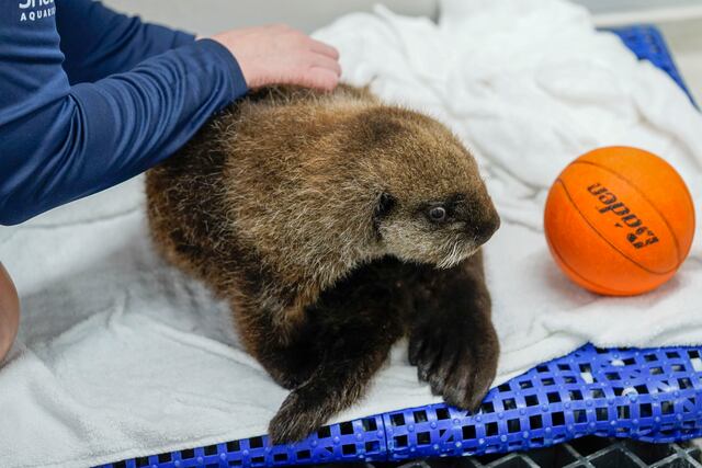 Pequeña nutria marina hallada sola en Alaska tiene un nuevo hogar en un acuario de Chicago