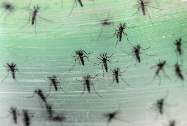 Científicos en Singapur crían millones de mosquitos para investigaciones