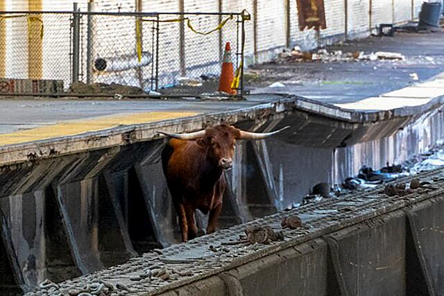 Un toro detiene tráfico ferroviario entre Newark y Nueva York