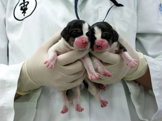 ¿Puedes clonar a un perro?