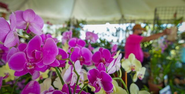 Cataño celebra el Festival de las Orquídeas