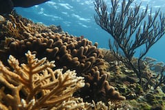Los arrecifes de coral aún pueden recuperarse pese al impacto del calentamiento global, según estudio
