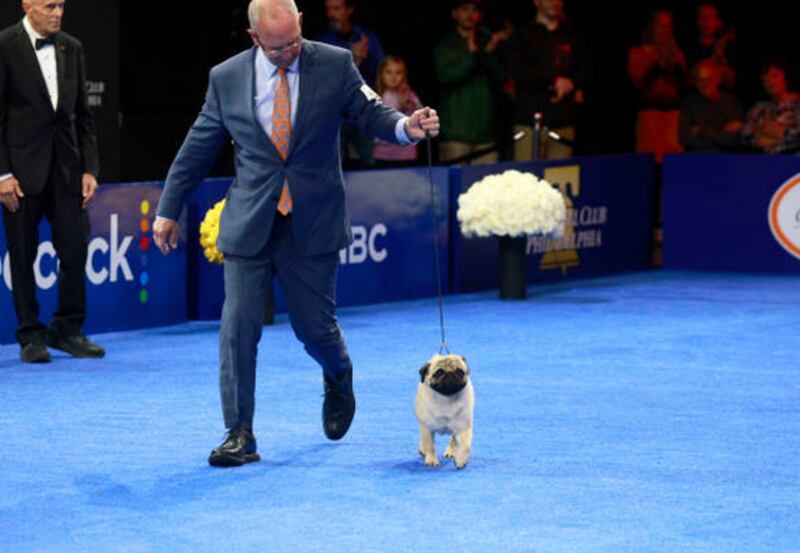 Por primera vez un pug gana competencia nacional de perros en EE. UU>