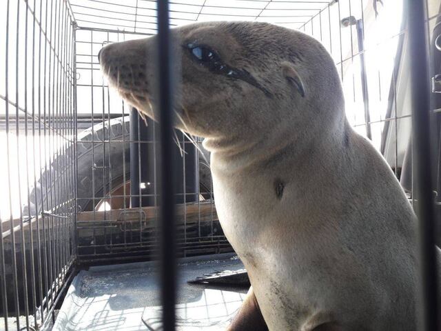 Rescatan a lobos marinos tras haber varado en Baja California
