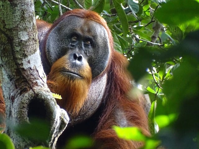 Orangután usó planta medicinal para tratar herida