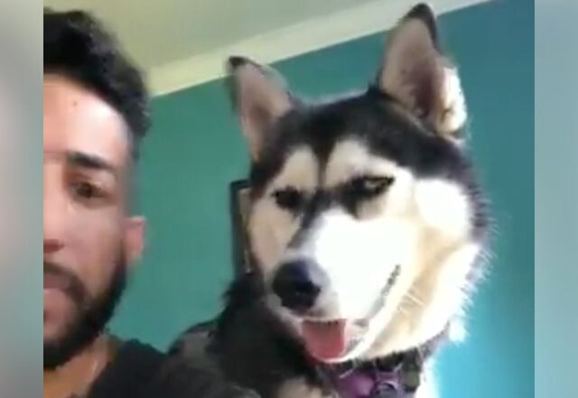 Esta perrita es fanática de Romeo