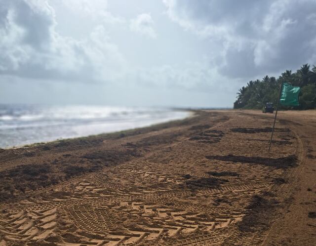 DRNA realiza remoción de sargazo en playa de Luquillo