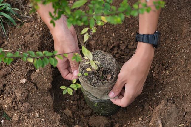 Anuncian nueva jornada de siembra de árboles en zonas costeras