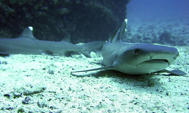 República Dominicana se une a grupo para proteger tiburones y rayas