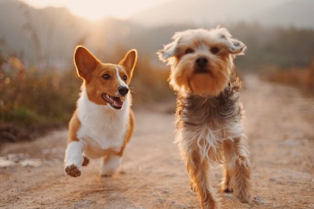 ¿De paseo con tu mascota? 4 infalibles para el cuidado de tu hijo de 4 patas