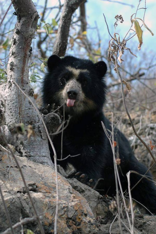 La foto del oso en "extinción" que resultó ser falsa
