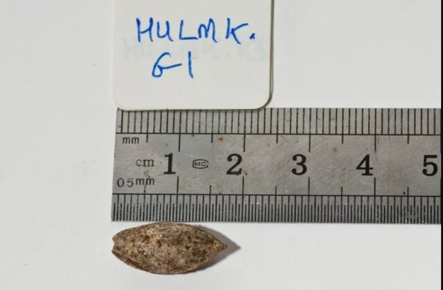 Botánicos cultivan árbol considerado extinto a partir de una semilla de 1,000 años de antigüedad