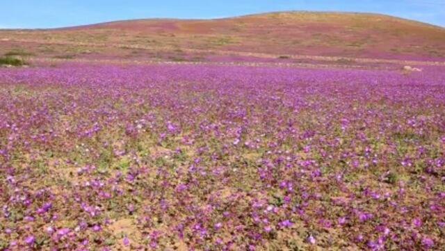 ​¡Bello espectáculo! Así deslumbró el Desierto Florido en sus últimos días