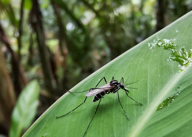 Salud extendió epidemia de dengue hasta diciembre