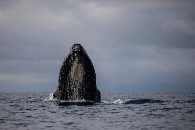 Miles de turistas visitan Bahía Solano para ver las ballenas jorobadas