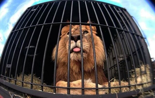 León pisa por primera vez el pasto después de 13 años enjaulado