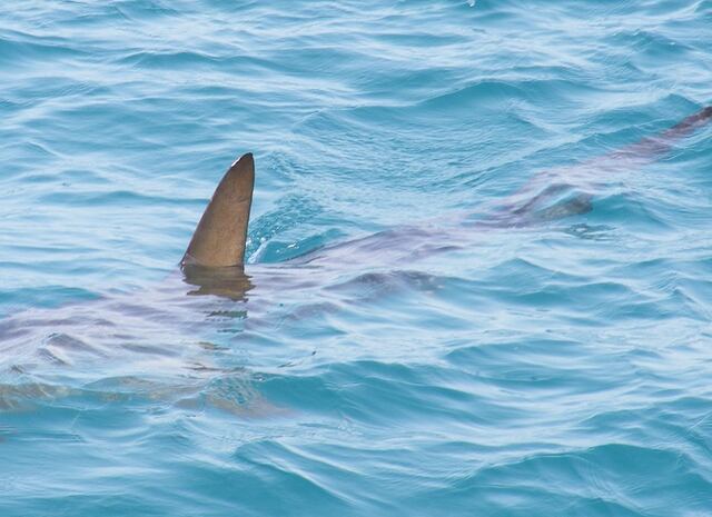 ¿Cuán común es una mordida de tiburón en Puerto Rico?