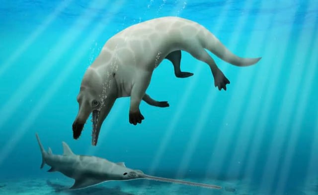 Descubren fósil de ballena que caminaba por la tierra y nadaba en el agua