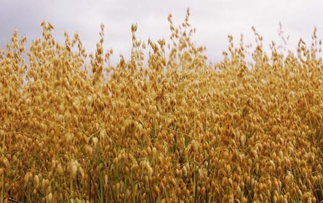 ¿Es buena idea desayunar avena? Esto dice un reconocido nutricionista
