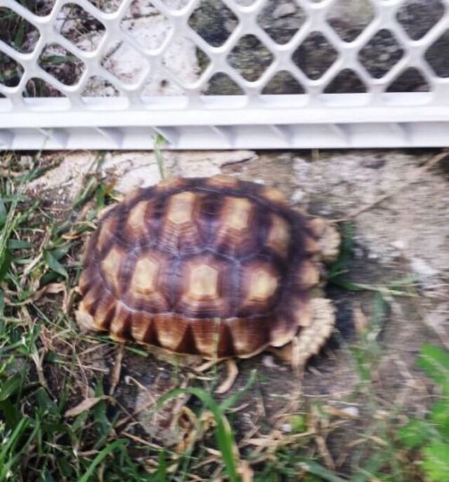 Hurtan mascotas durante escalamiento en Puerto Nuevo